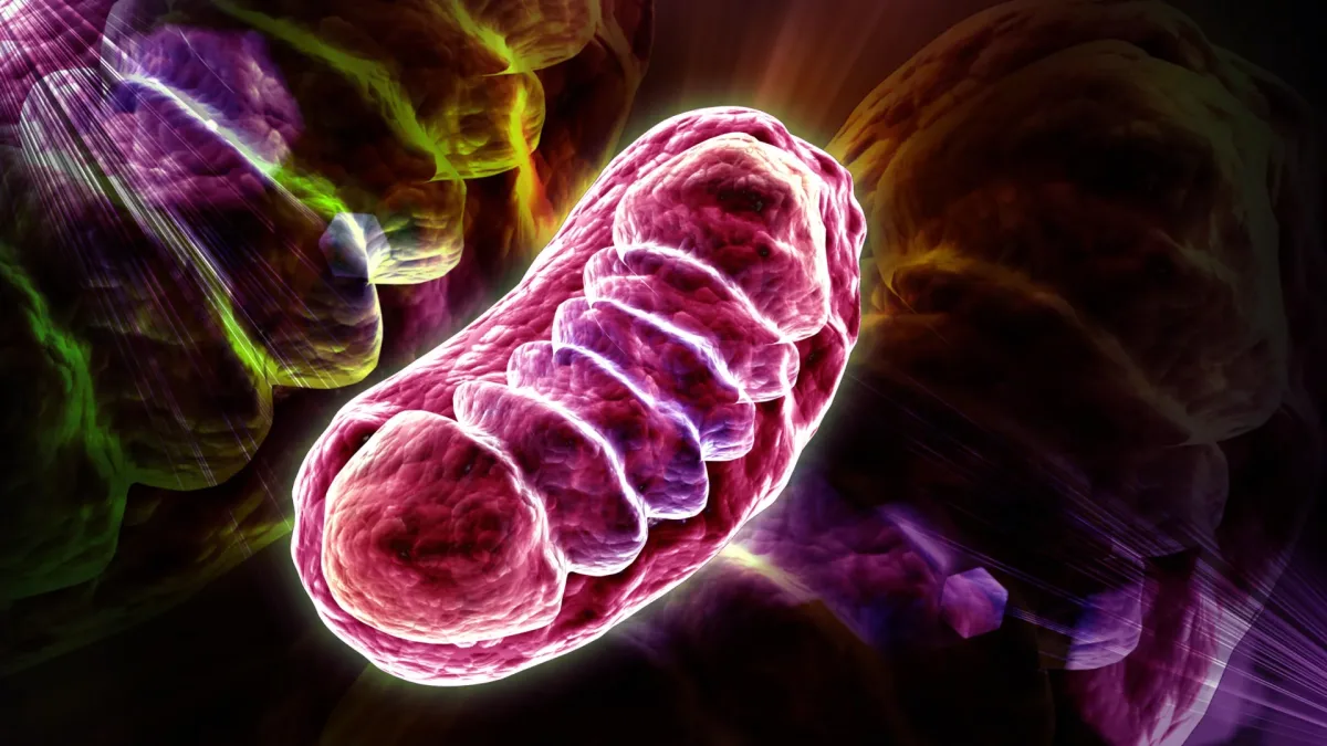 For mye RNA kan sulte celler for energi, viser studie
