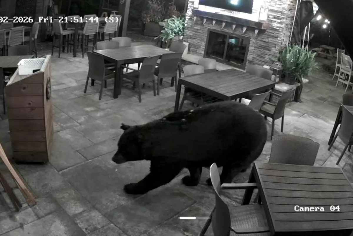 Svartbjørn tok seg inn på restaurant i Pennsylvania