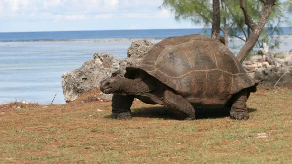 Aldabra huser 183 000 kjempeskilpadder – det høyeste antallet som er registrert