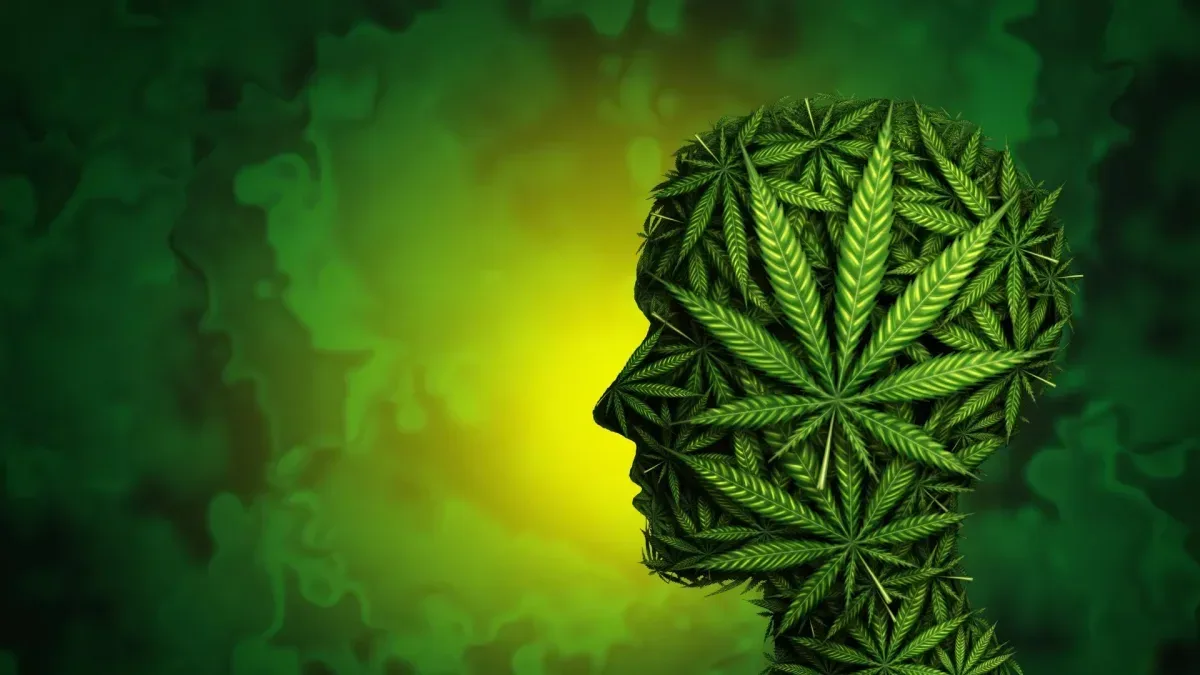 Forskere fant hjerneceller som kan utløse cannabisrelatert angst
