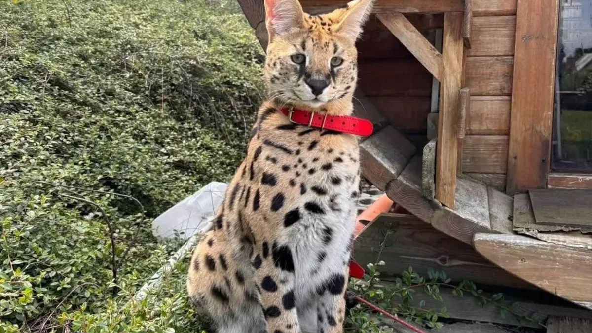 Rømt serval kom hjem etter flere dager på vandring i Polen