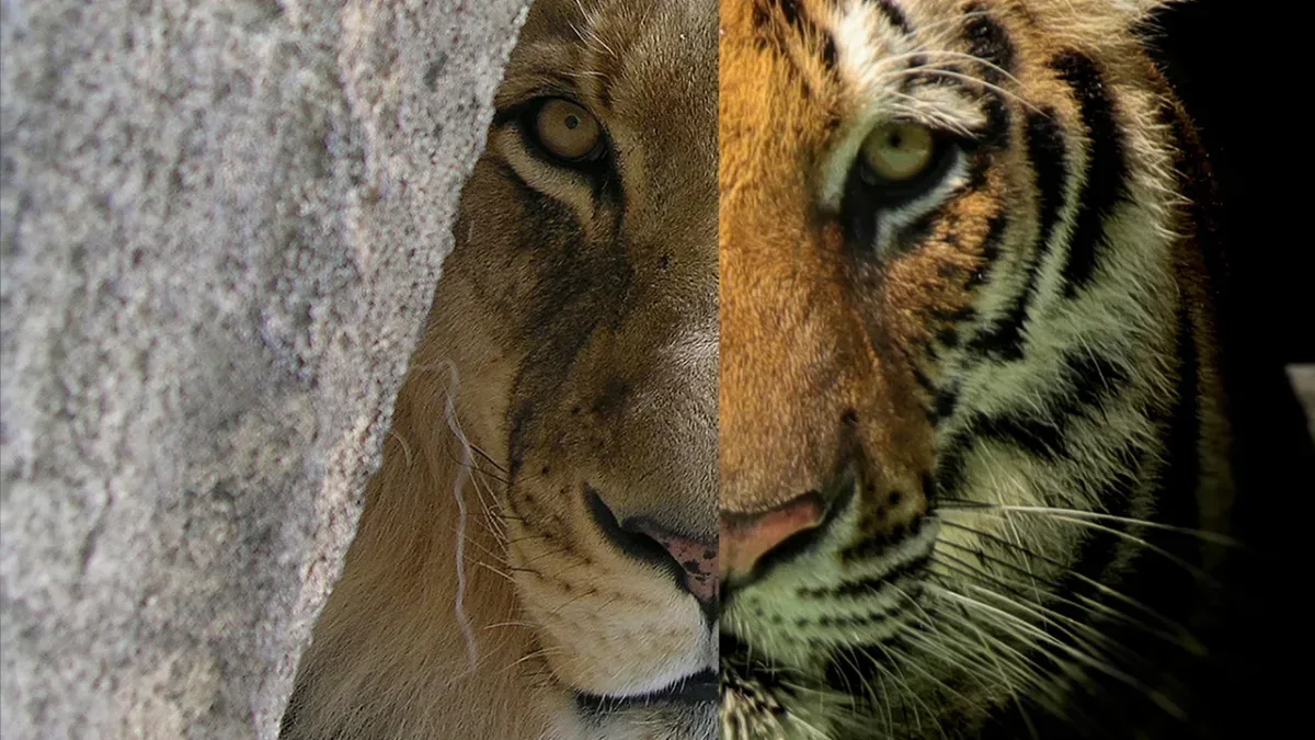 10 uvanlige dyrehybrider: Når naturen blander arter