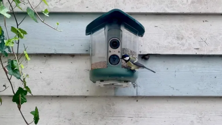 AI-fuglemater endte med dueinvasjon