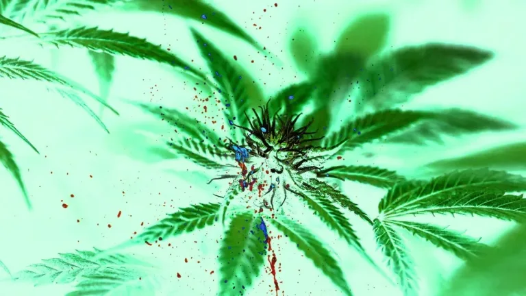 Meta-analyse kobler cannabisbruk til økt risiko for vold