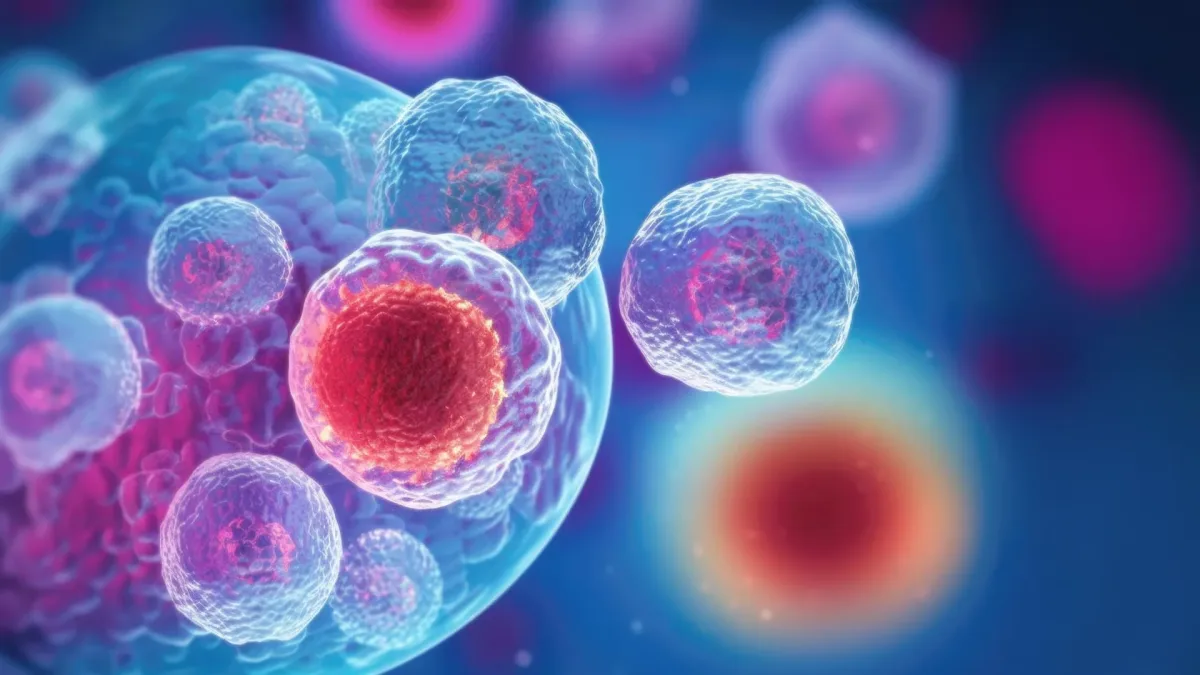 Forskere har funnet et protein som kan skjule aldrende celler for immunforsvaret
